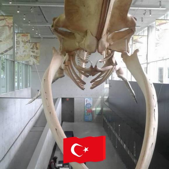 ekrem6908